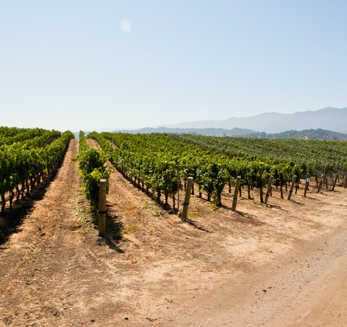 A Note on McGinley Vineyard