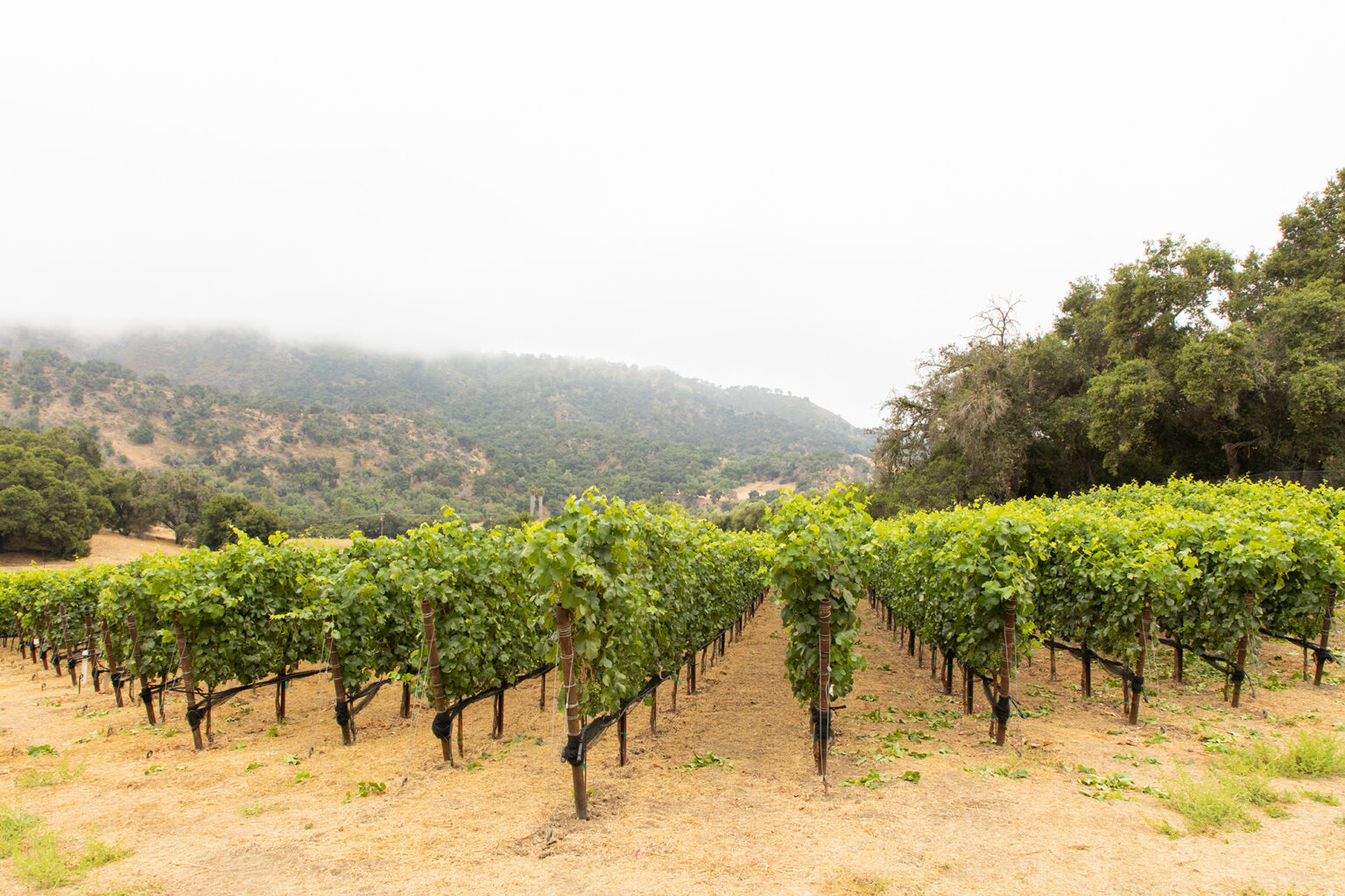 The Ojai Vineyard » UPDATE The hybrid varietals planted at our vineyard in Ojai, as reported by