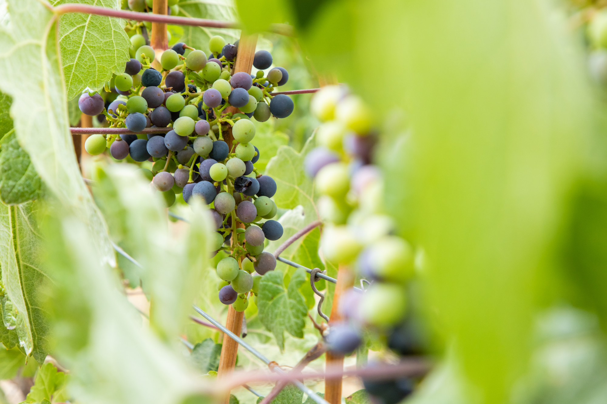 The Ojai Vineyard » UPDATE The hybrid varietals planted at our