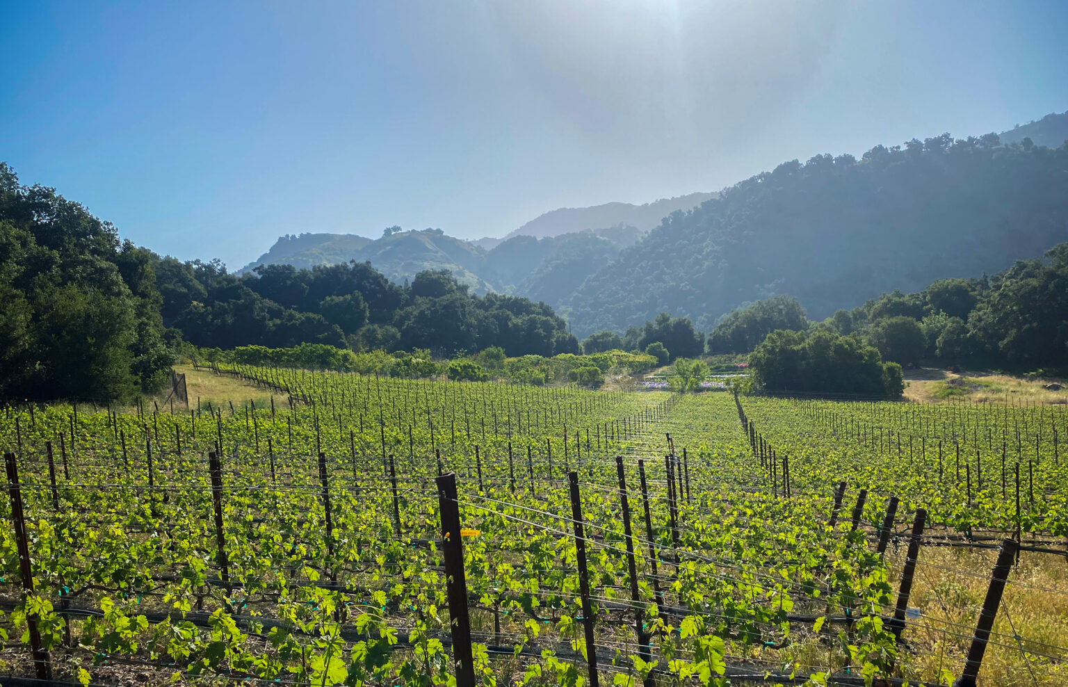 The Ojai Vineyard » Vineyards