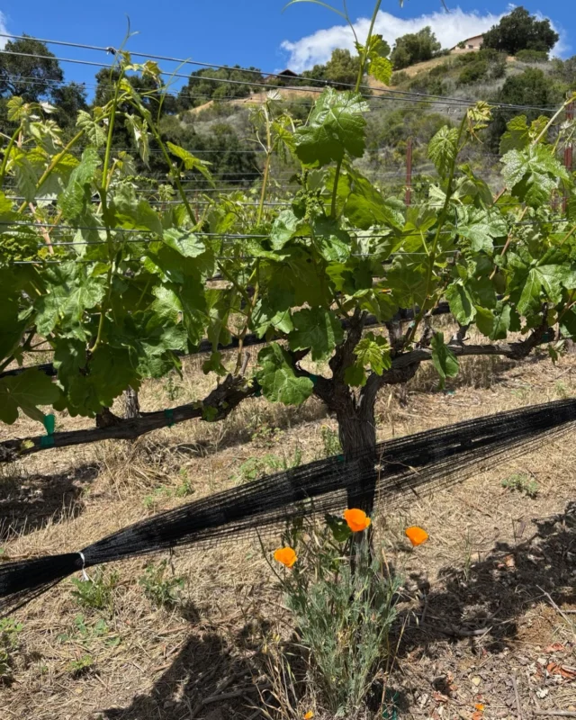 その他 OJAI VINEYARD 2003 The Ojai Vineyard Our Story - The Ojai Vineyard