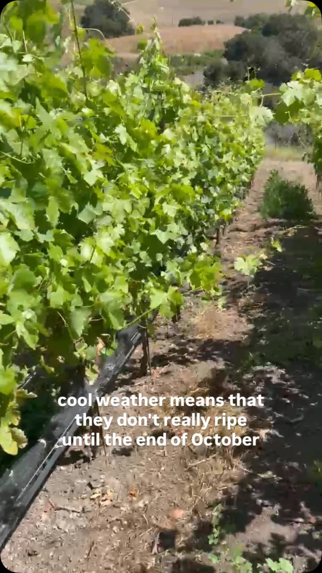 The Ojai Vineyard Vineyards - The Ojai Vineyard